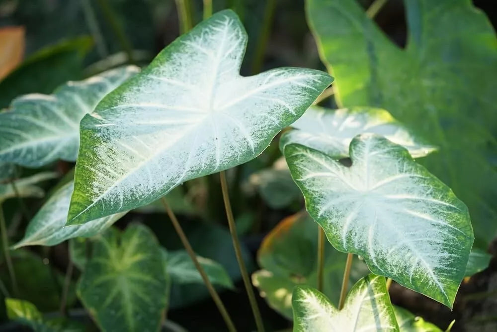 Aaron Caladium Bulbs for Planting - Elephant Ears, Fancy Varieties, Perennial Hosta