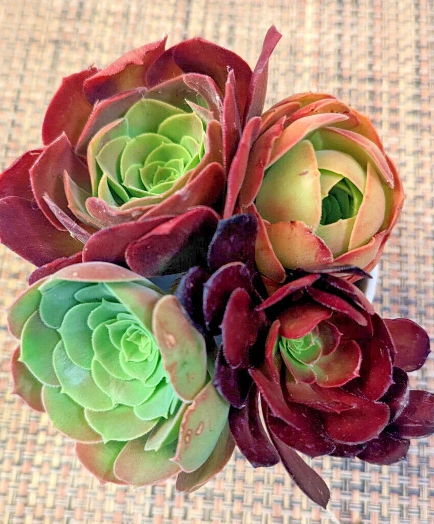 Aeonium Cuttings Set of 4 - 3" Diameter Varied Colors Succulent Plants Aeonium spp.