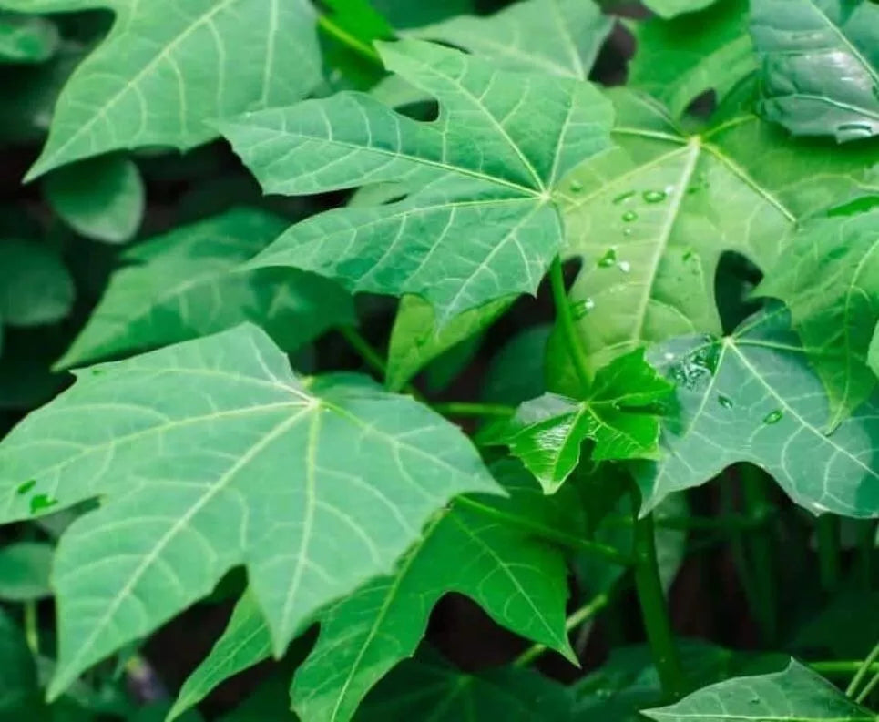 Chaya Cuttings 4 Pack Organic Deeply Lobed Variety Cnidoscolus aconitifolius Mayan Miracle Spinach Tree