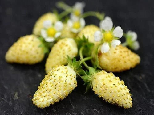 Yellow Wonder Strawberry Seeds - 50 Non-GMO Fragaria x ananassa Seeds