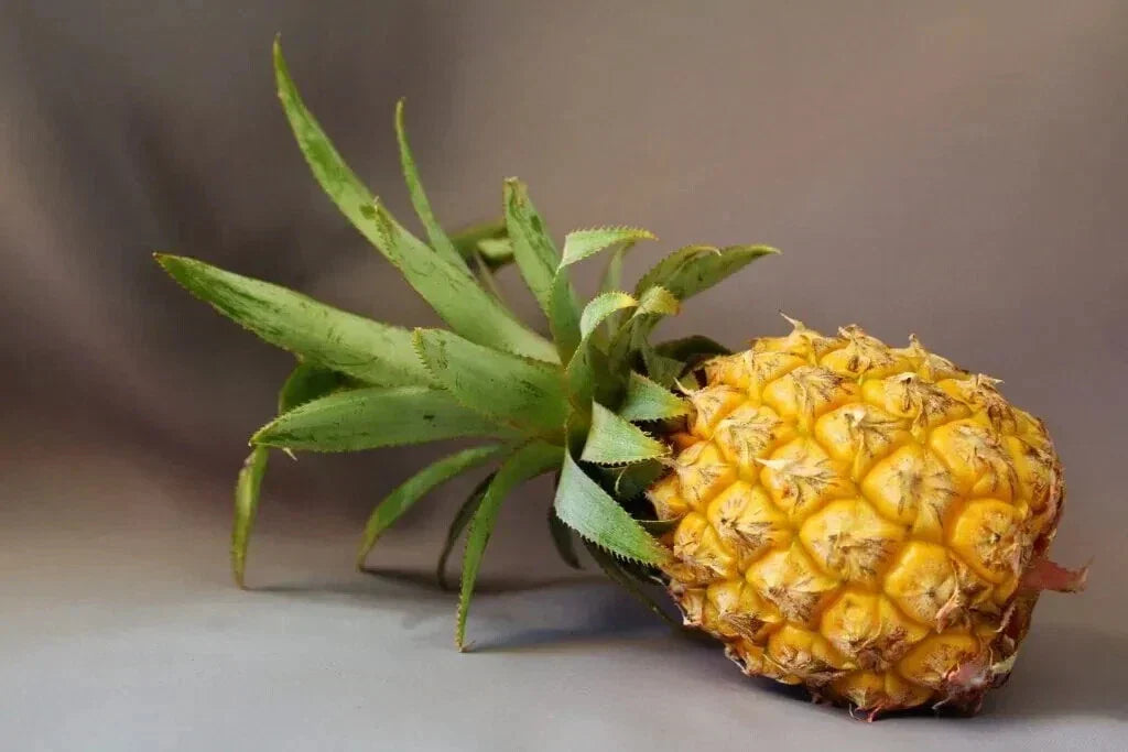 Maipure Pineapple Seeds - 15+ Count - Ananas comosus - USA Grown