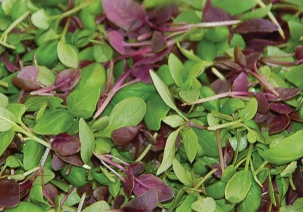 Basil Seed Mixture - 500+ Seeds for Culinary Herbs - Ocimum basilicum - Includes Sweet, Thai, Purple Basil