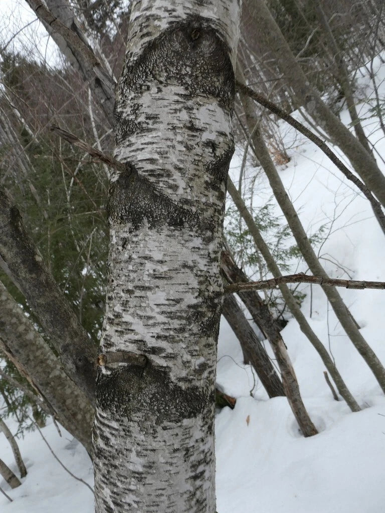 Gray Birch Tree Seeds - Betula populifolia - Hardy Native Tree for Landscaping