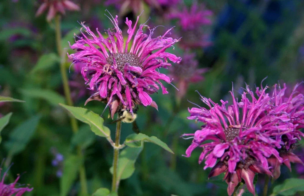 Purple Bee Balm Seeds, Perennial Flower, Monarda didyma, Pollinator Garden, 460 Seeds