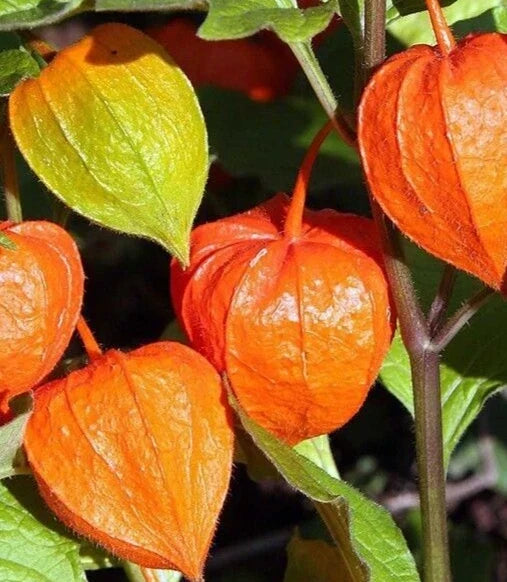 Chinese Lantern Seeds 100+ Franchetti Ornamental Perennial Flower Physalis alkekengi Garden Seeds