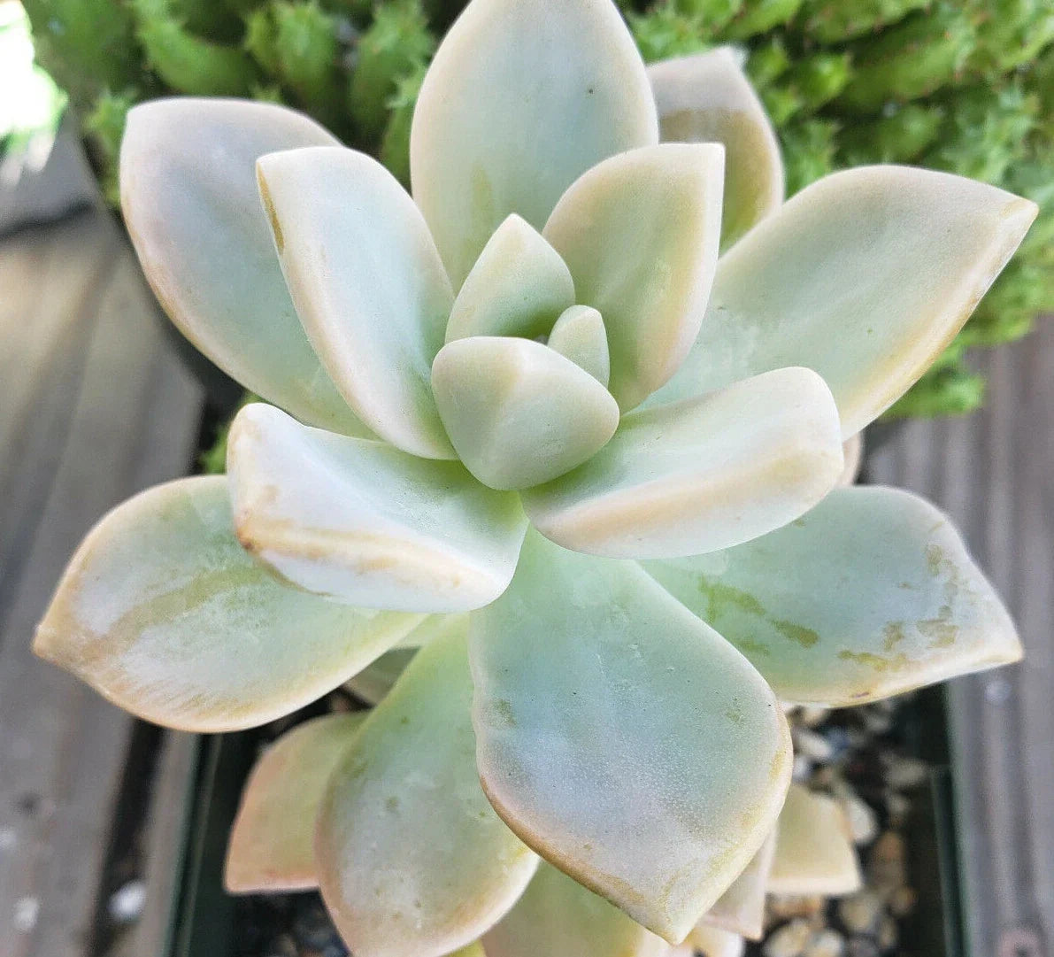 Graptopetalum Paraguayense Succulent Cuttings - Ghost Plant - 2.5" Diameter - Unrooted Propagation Plants
