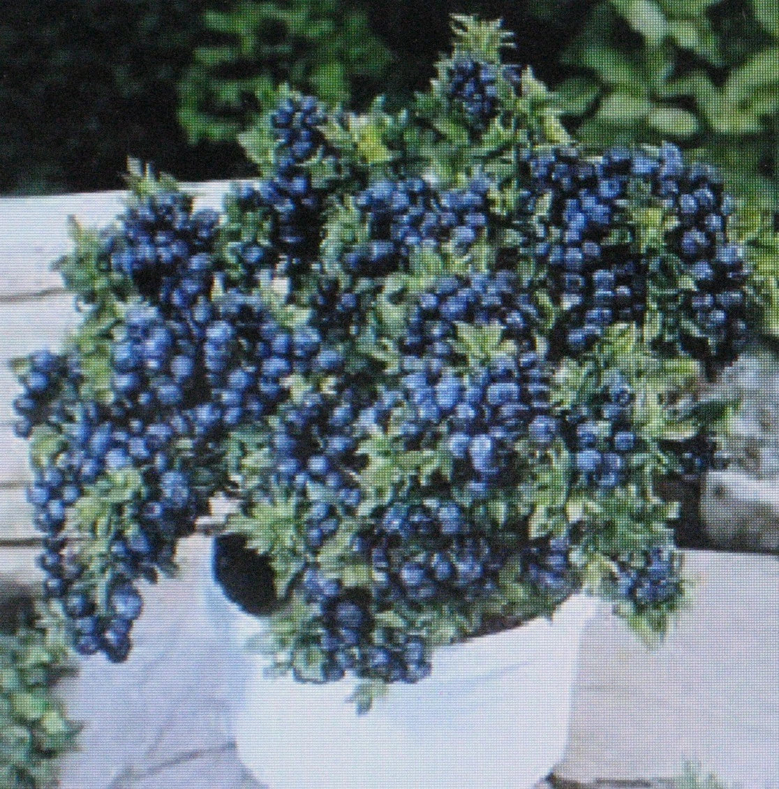 Dwarf Top Hat Blueberry Bulk 1000 Count Seeds | Vaccinium corymbosum