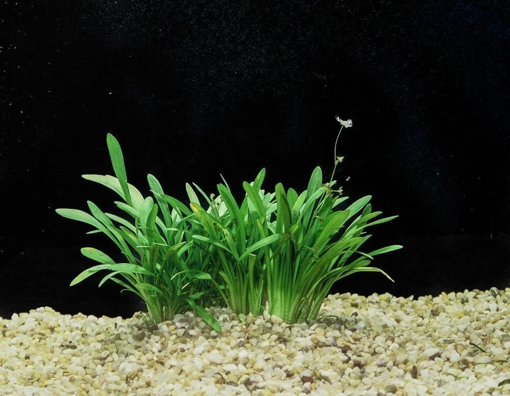 Dwarf Sagittaria Live Aquatic Plant – Narrow-Leaved Arrowhead (Sagittaria Subulata) for Freshwater Aquariums