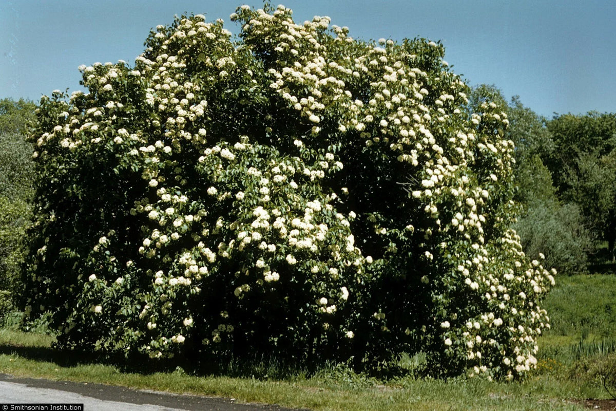 Nannyberry Starter Plant 8-12 Inches Viburnum lentago Hardy Shrub Small Tree Zones 5-9