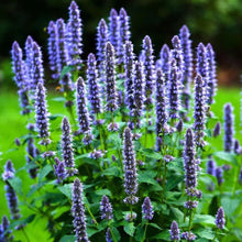 Korean Mint Seeds - Heirloom Herb Giant Hyssop - Agastache rugosa - Perfect for 2025 Planting