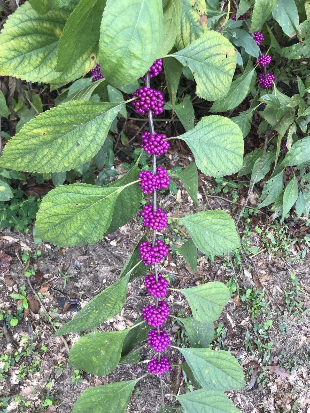 American Beautyberry Live Plant 12”+ Bare Root Purple Berries Callicarpa americana