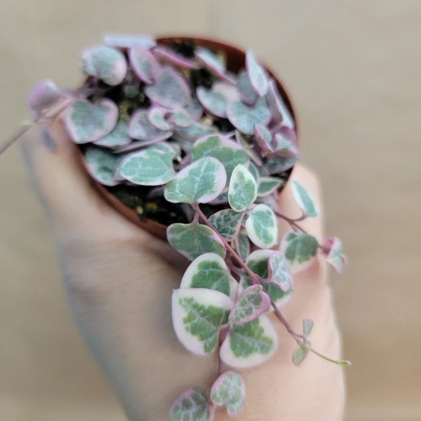 Variegated String of Hearts Plant – 3-Inch Pot | Rare Ceropegia woodii variegata | Trailing Houseplant for Hanging & Indoor Decor