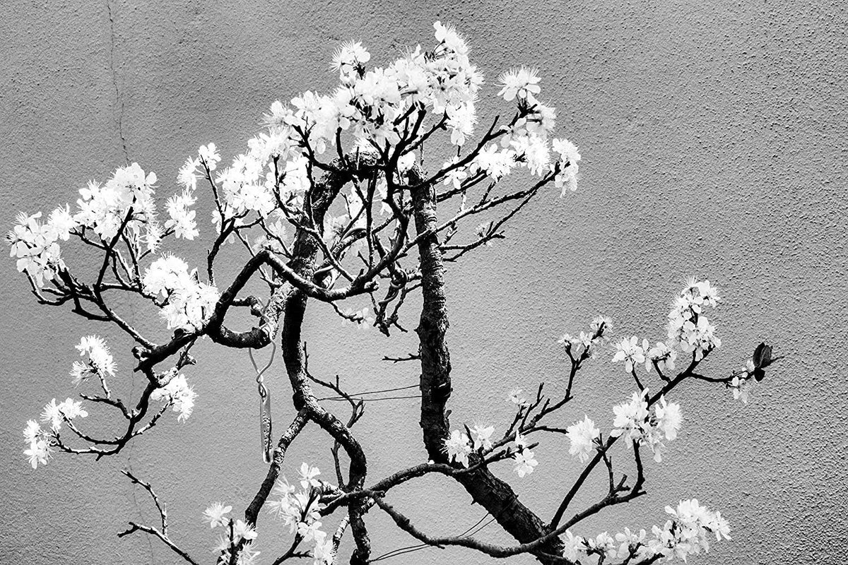 Cherry Tree Bonsai Seeds - 20 Pack - Prunus serrulata - Indoor & Outdoor Bonsai Growing