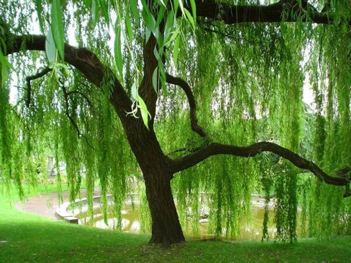 Weeping Willow Tree Cuttings - 10 Fresh Salix babylonica Branches for Landscaping and Garden