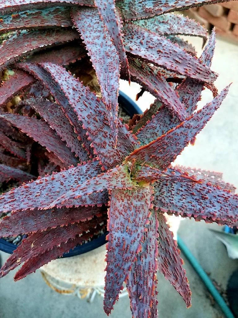 Aloe Hybrid Rooted Cutting - Inflamed Variety, Tim Harvey Hybrid, Succulent Plant for Indoor Gardening