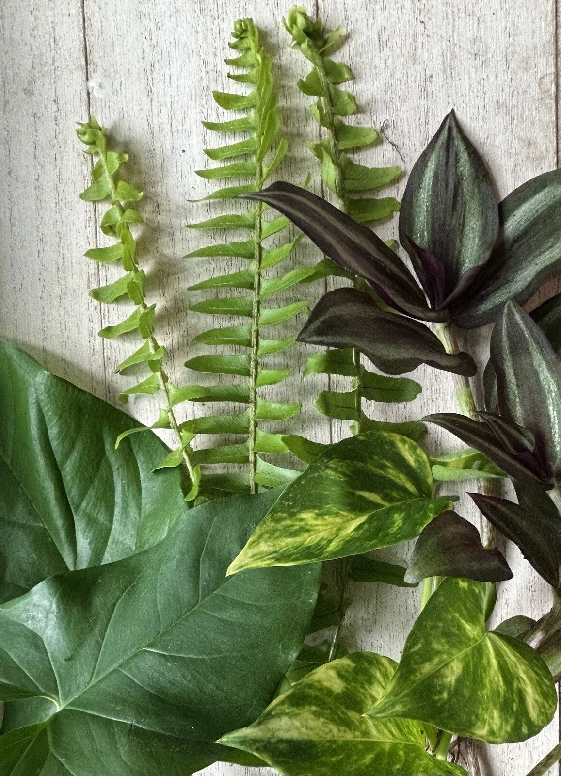 12 Rooted Indoor Plant Cuttings Collection – Ferns, Pothos, Wandering Jew, Arrowhead Vines, Houseplants