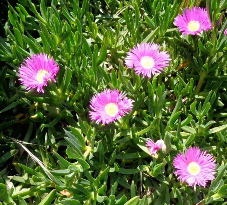 Fresh Cuttings Ice Plant, Purple Pink Ground Cover Succulents, Delosperma spp., 4-7 inches
