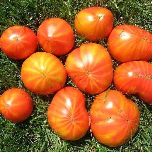 Mr. Stripey Tomato Seeds 25 Count Heirloom Non-GMO Indeterminate Solanum lycopersicum Vegetable