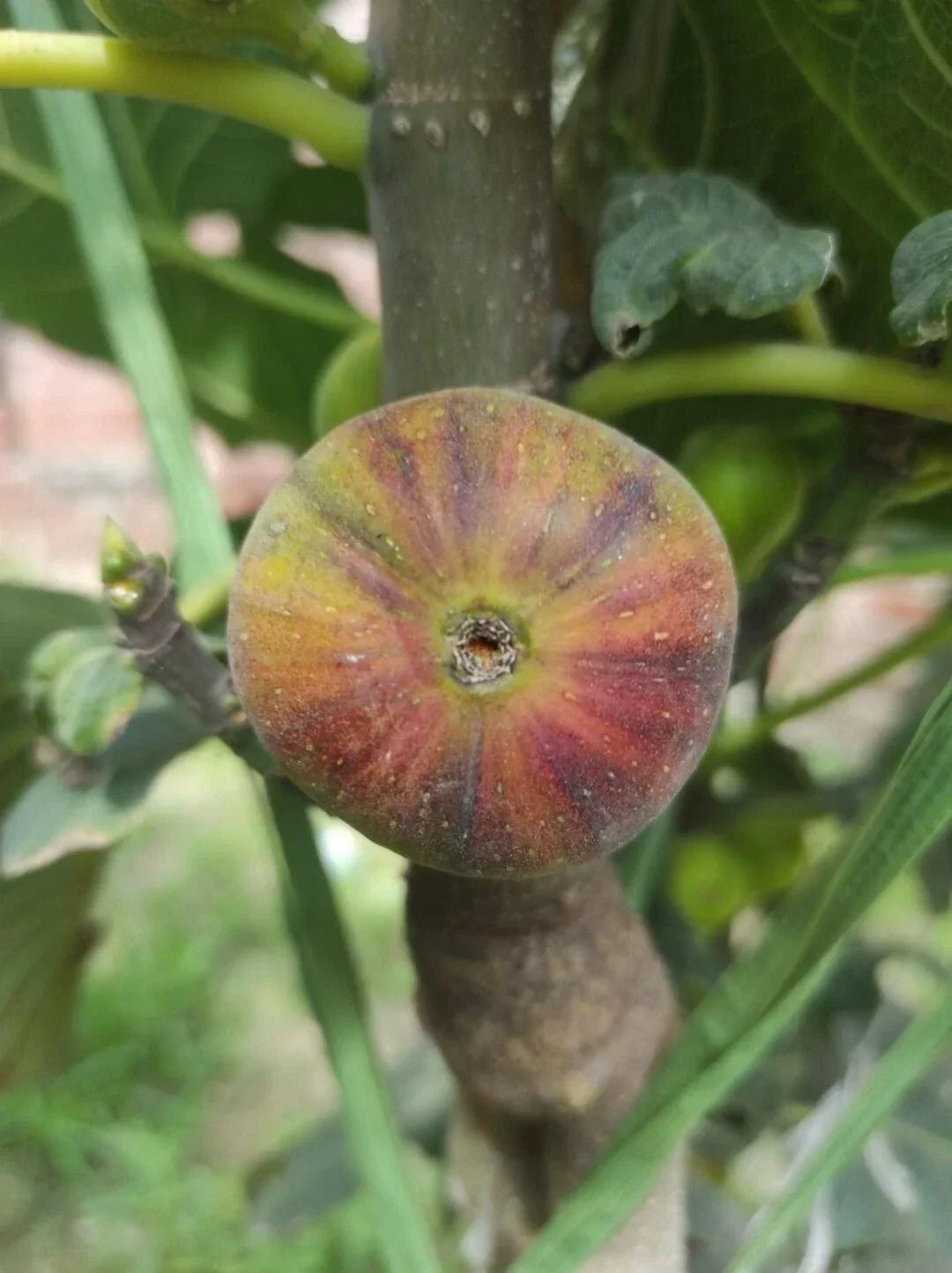 Rare Fig Cutting - Martinenca Rimada - Ficus carica - Variegated Foliage, Green with Purple Stripes