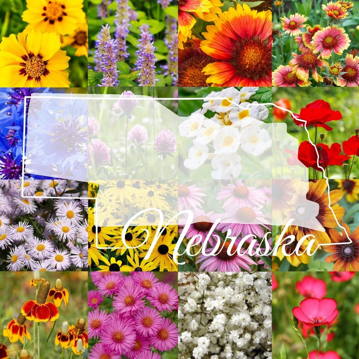 Bulk Wildflower Seed Mix 1/4LB Eastern Nebraska Native Wildflowers for Gardens & Landscaping