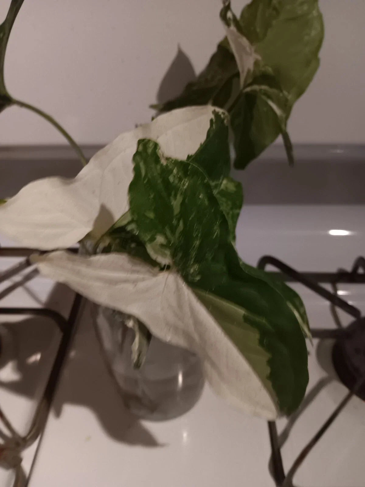Variegated Syngonium Albo Podophyllum Cutting, Indoor Plant, Unrooted, Rare Variegation, Syngonium podophyllum 'Albo Variegatum'