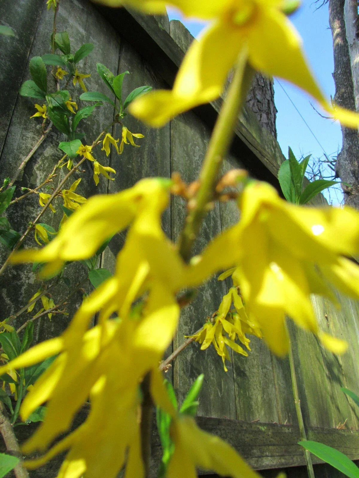 Yellow Bell Forsythia Cuttings – 5 Pack, Forsythia x intermedia, Ornamental Bush, Spring Blooms, Hardy Perennial, Garden Planting