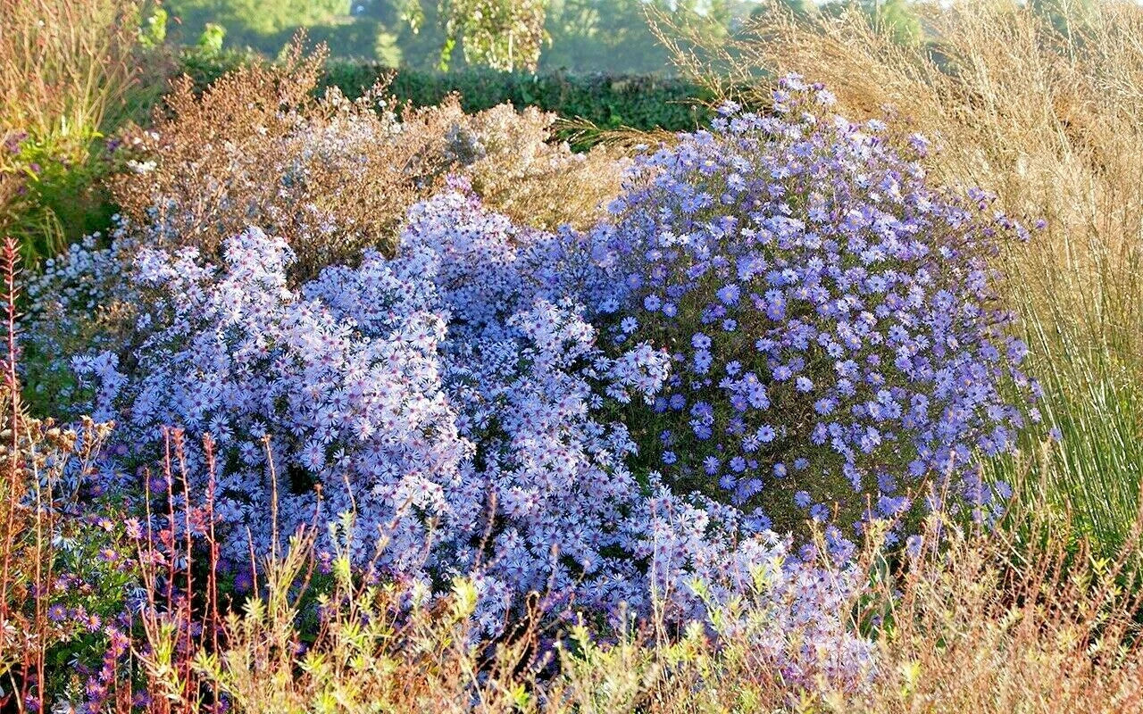 Prairie Aster Seeds - 100+ Perennial Native Wildflower for Summer & Fall Garden