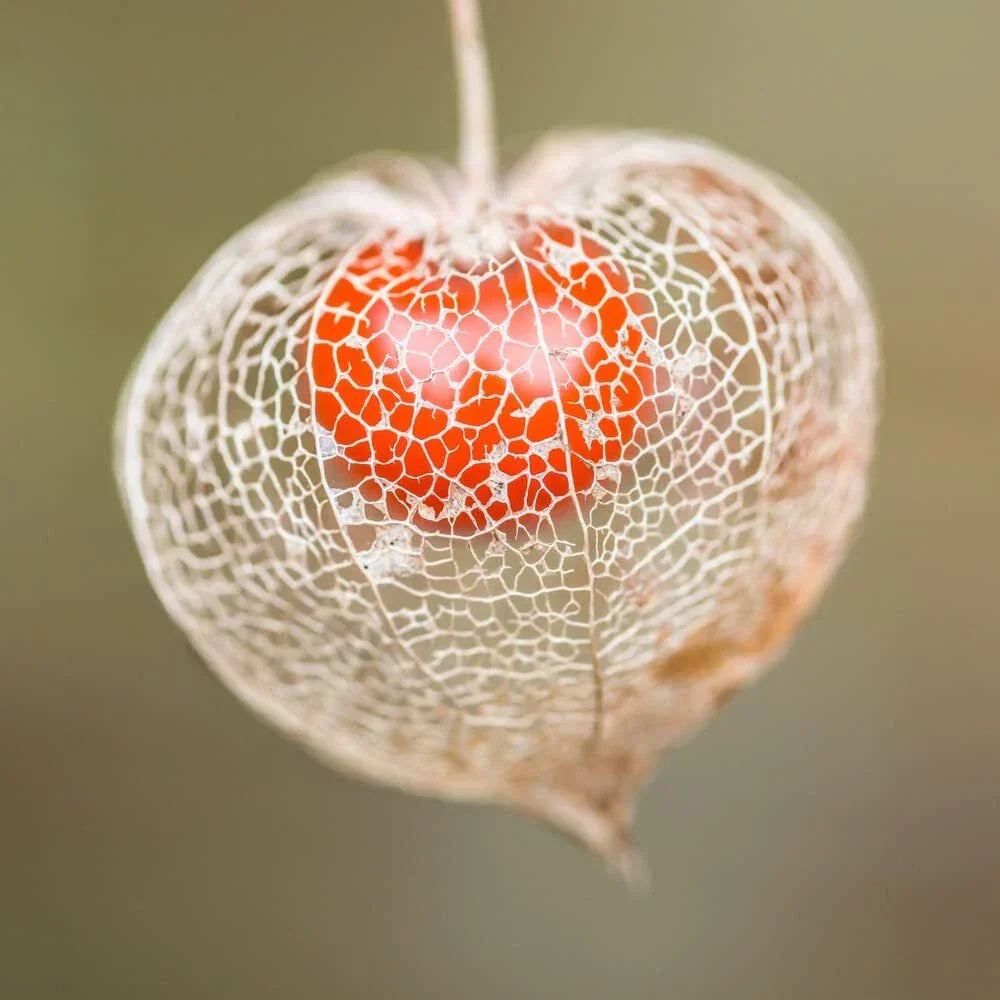 Chinese Lantern Seeds | 100+ Physalis alkekengi Seeds | Bright Orange Blooms