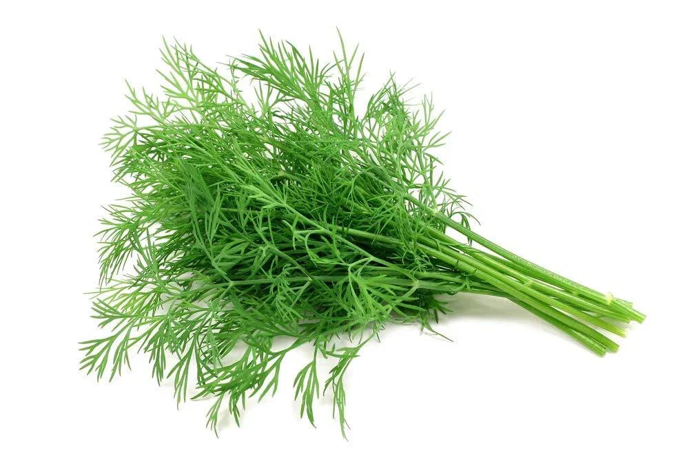 Dill Seeds 200+ Count | Anethum graveolens Herb Seeds for Garden
