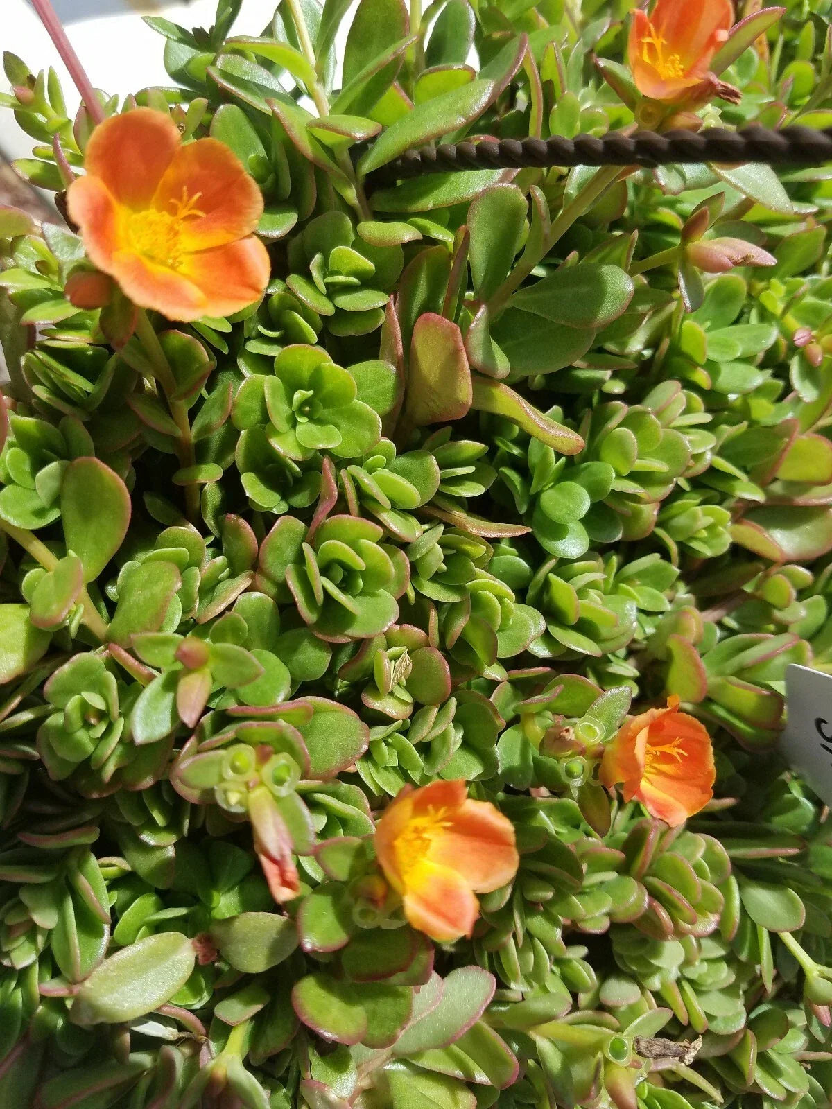 Coral Pink Purslane Cuttings - Single Flower, Trailing, Portulaca oleracea, Easy to Grow, Sunny Garden, Indoor or Outdoor