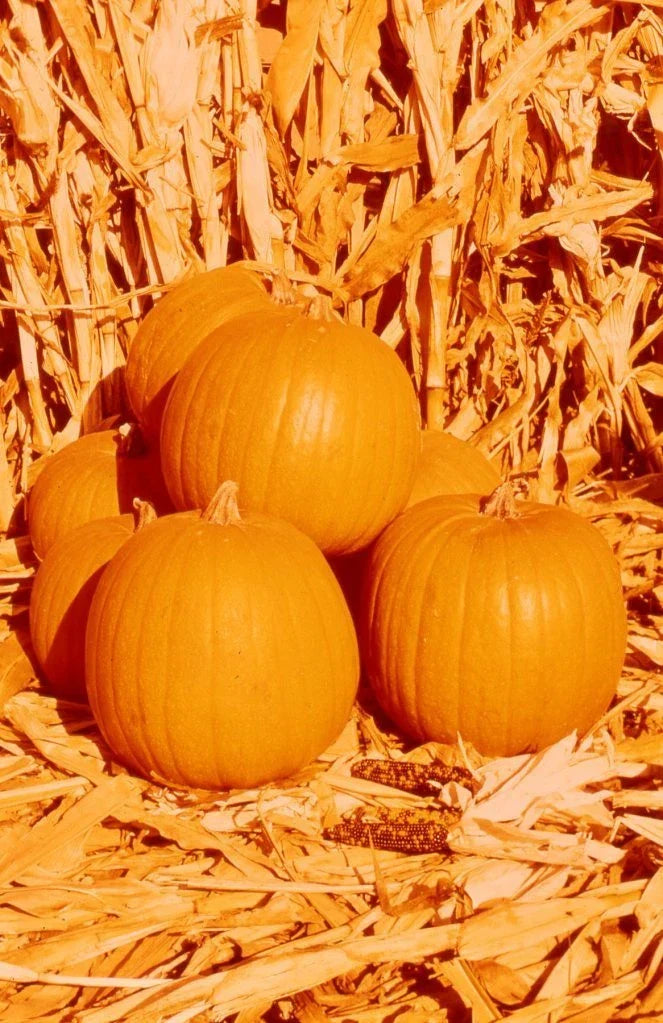 Hybrid Pumpkin Seeds - Compact Spirit Variety, 7 Seeds - Cucurbita pepo