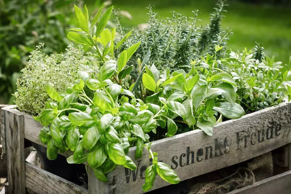 Herb Garden Kit 5 Pack | Parsley, Oregano, Cilantro, Dill, Thyme | Culinary Herbs