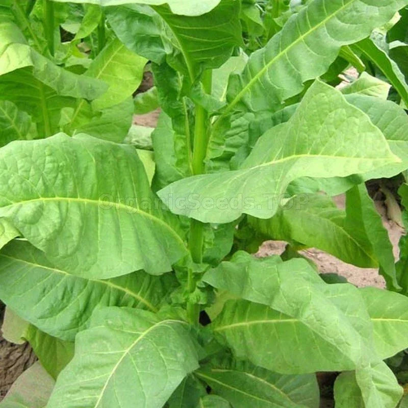 Heirloom Havaña Z299 Tobacco Seeds - 1000 Count Non-GMO Premium Quality