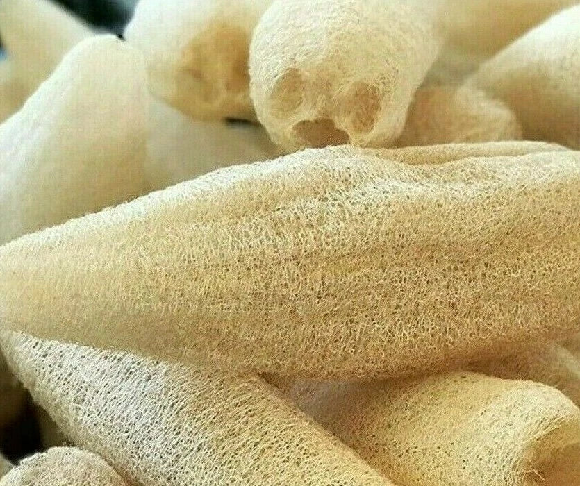 Luffa Gourd Seeds 10+ Pack for Garden, Loofah Sponge Gourd, Natural Dishcloth, Luffa aegyptiaca, Vining Plant