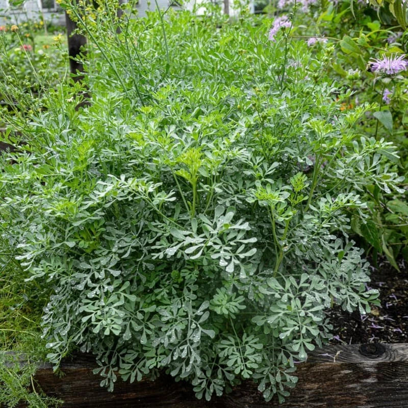 Live Rue Plant – 2 Plants in One Pot – Aromatic Herb Ruta graveolens – Medicinal and Culinary Herb