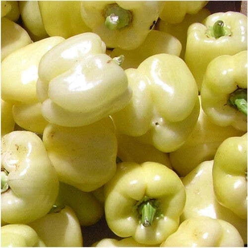 White Bell Sweet Pepper Seeds – 20+ Non-GMO Capsicum Annuum Vegetable for Home Gardening, USA Grown