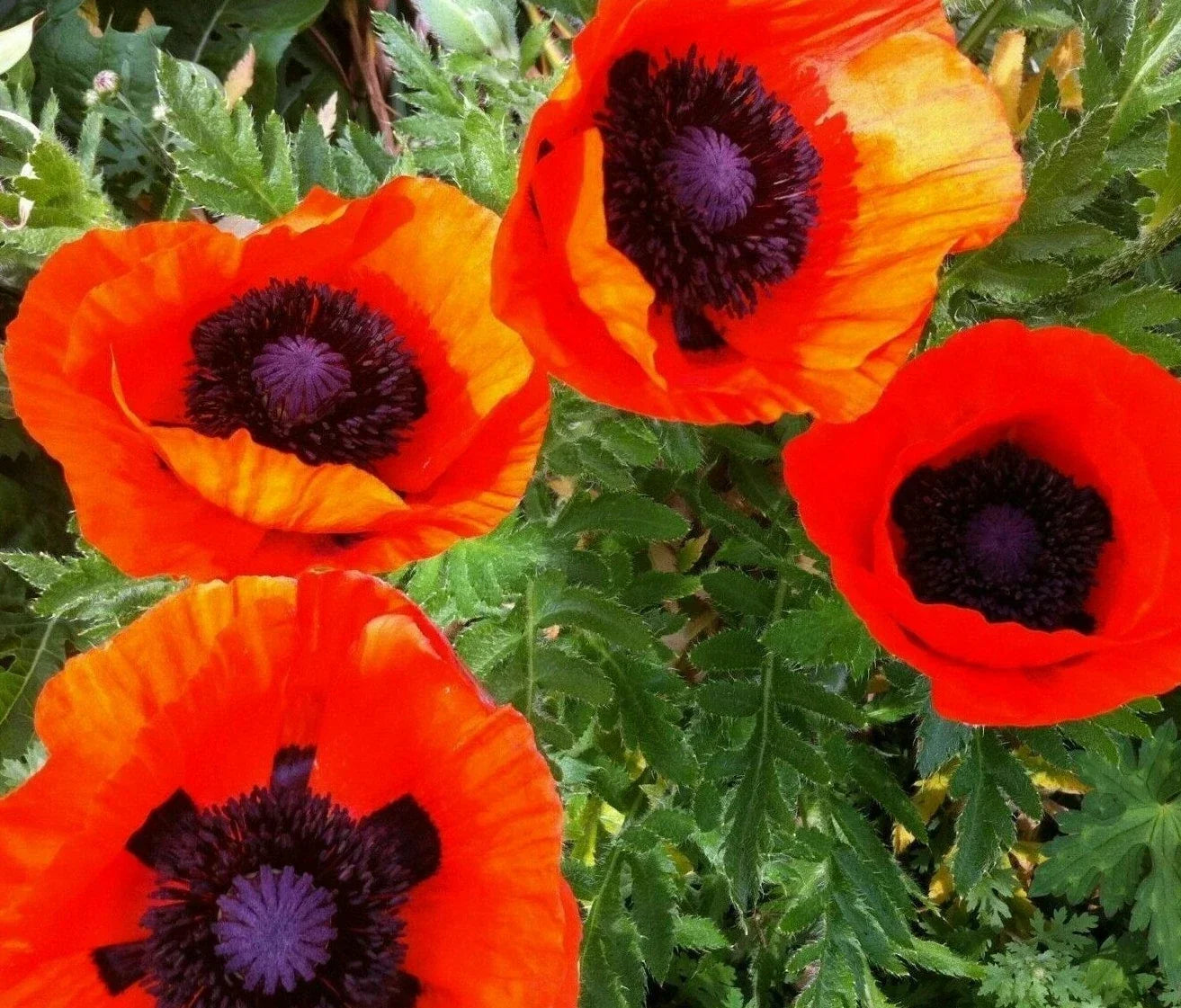 Oriental Poppy Seeds - 200+ Perennial Flower Garden Seeds Reddish-Orange Papaver orientale