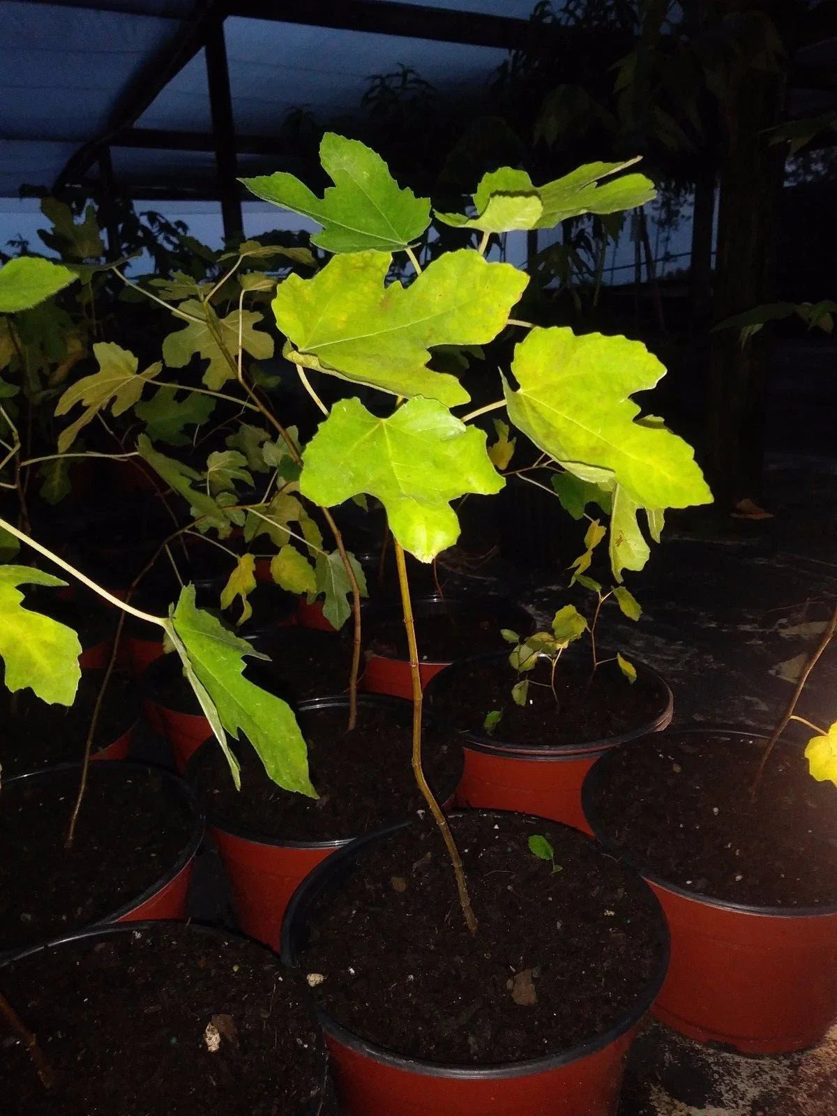 Ficus Black Mission Fig Tree Plant - Cold Hardy - 2 Pack - Edible Fig (Ficus carica) - Non-GMO, Pesticide Free