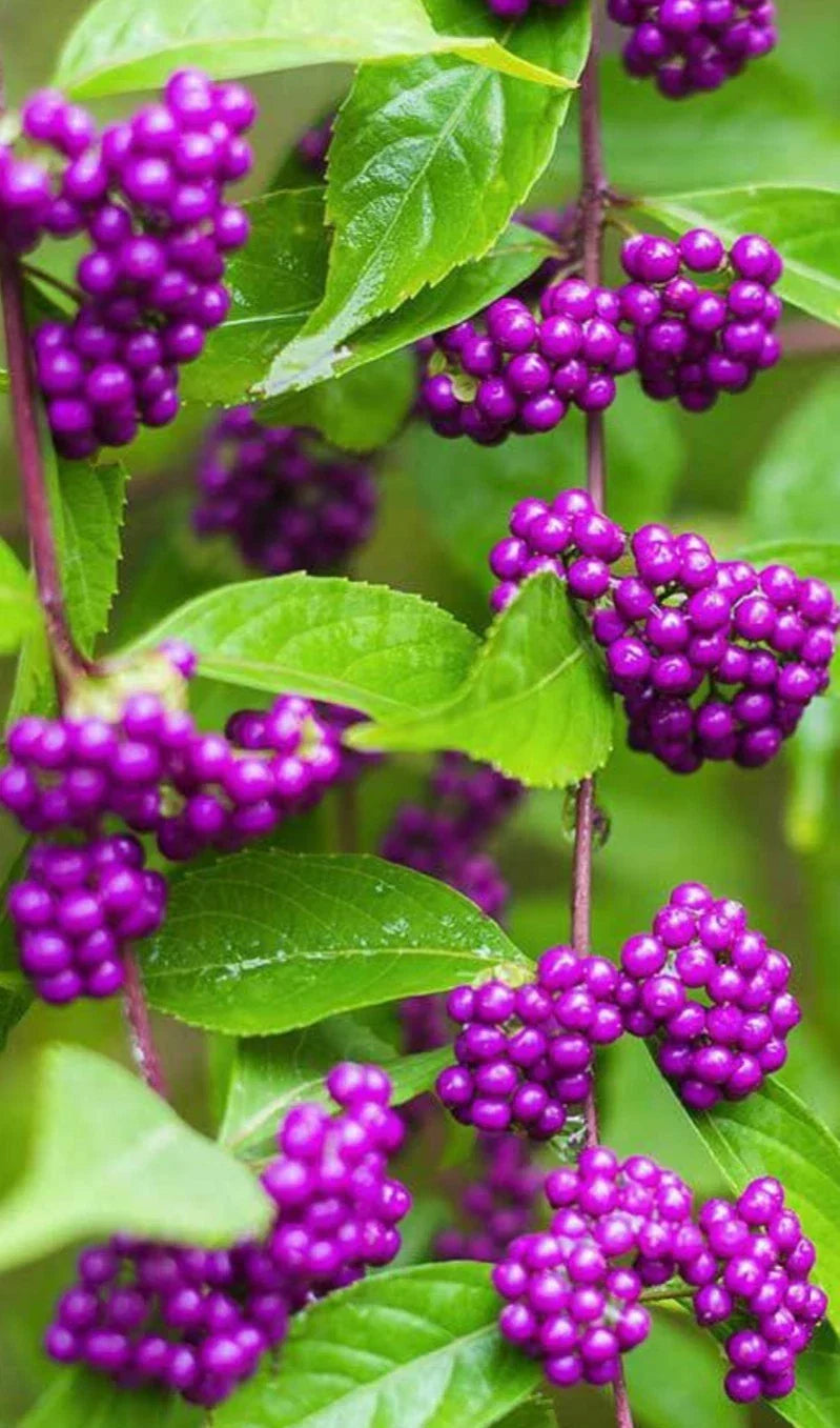 American Beauty Berry Bush Seedling - 6" Live Plant with Purple Berries, Callicarpa americana, Deciduous Shrub for Garden