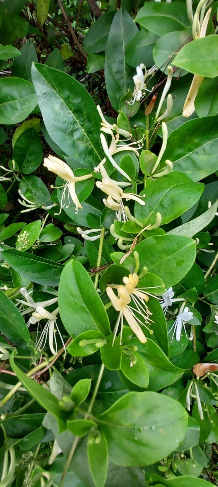 Honeysuckle Starter Plant Cuttings - Unrooted Lonicera spp. for Garden Propagation