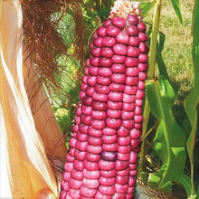 Neon Pink Popcorn Seeds | Barbiecore Mini Pink Pearl Glass Gem Corn Seed 2025 | Unique Colorful Garden Variety