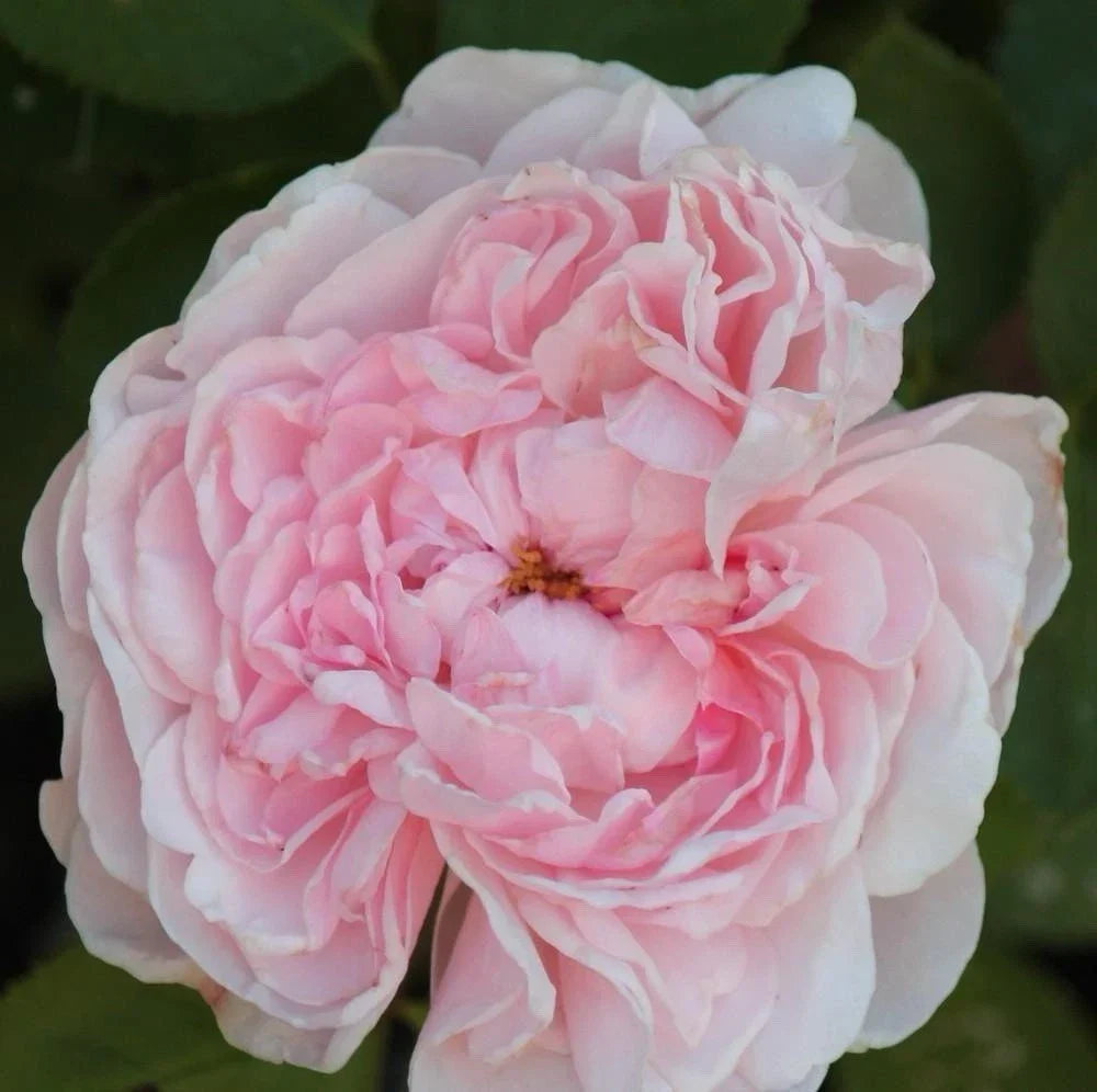 Climbing Rose Plant Cuttings – 3 Unrooted Pink Rosa 'Auswith' for Garden Trellises & Fences