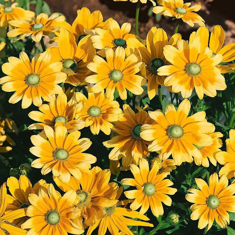 Rudbeckia Hirta Seeds - 25+ Pack - Green Eyes Wildflower - Attracts Pollinators - Perennial for Gardens & Meadows
