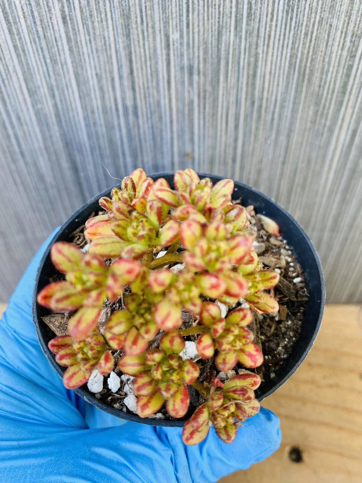 Dwarf Aeonium Plant - Rooted Succulent in 4-Inch Pot - Aeonium sedifolium for Indoor & Outdoor Gardens