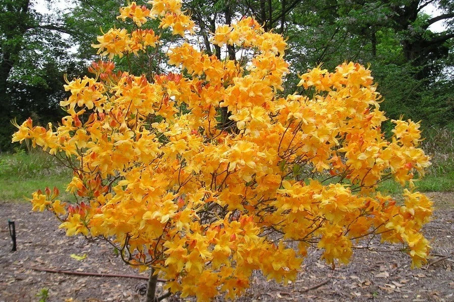 Aromi Azalea Plant - Well Rooted Rhododendron Hybrid - Fantastique - Compact Bushy Evergreen Shrub