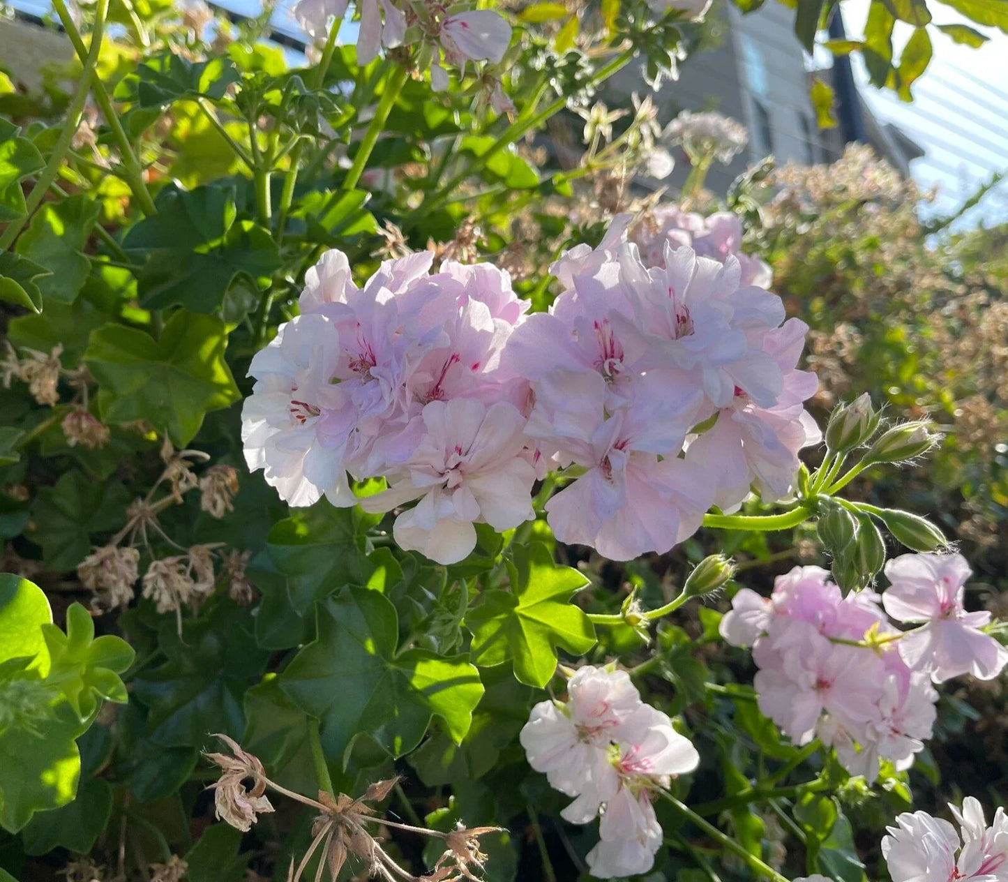 White Pink Pelargonium Peltatum Trailing Ivy Geranium Live Plant Cuttings – Indoor/Outdoor, Cascading, Pink & White Blooms