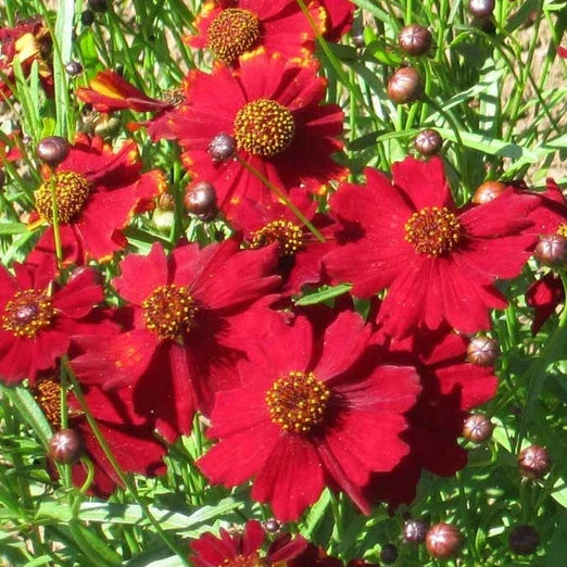 Tall Red Coreopsis Seeds - Non-GMO Flower Seeds for Borders & Wildflower Gardens - Coreopsis tinctoria