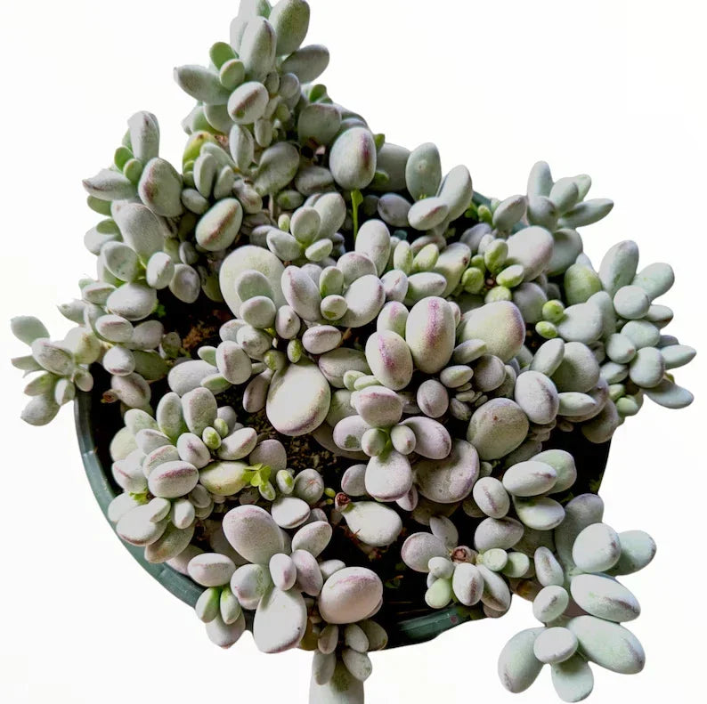 Succulent Plant 2-Inch Pot Cotyledon Orbiculata 'Ping Pong' Houseplant for Indoor Garden Decor
