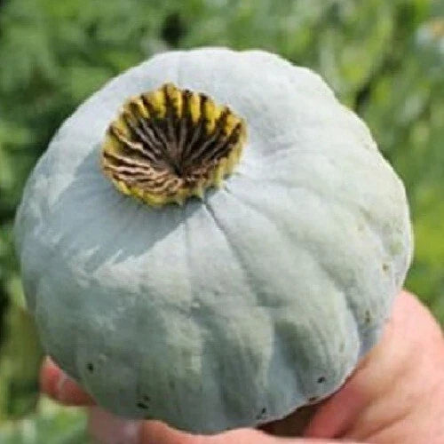 Giant Rattle Poppy Seeds - 10,000 Count - Papaver somniferum - Large Blooms for Garden Planting