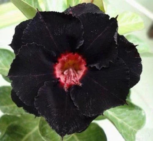 Black Red Desert Rose Seeds - Adenium Obesum Perennial Flower Seeds for Garden, Container, Landscaping